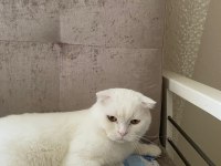 Kedimiz Zeus yeni yuva arıyor