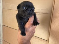 A kalite yavrular pug