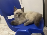 2 aylık saf british shorthair blue point kediler