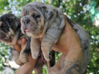 SİTENİN EN RENKLİ EN MÜTEVAZİ İNGİLİZ BULLDOGLARI