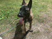 4 Aylık Malinois Belçika Kurdu