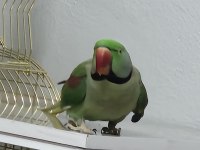 Alexander papağanı erkek