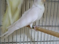Dişi albino sultan papağanı 1 yaşına yakın