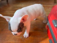 French bulldog varsa daha iyisi o da annesi
