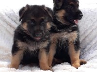 ALMAN ÇOBAN KÖPEĞİ YAVRULARI