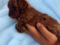 Kore teacup erkek poodle yavrular