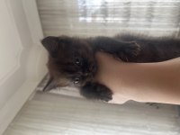 BRİTİSH SHORTHAİR SİLVER TABBY BLUE POİNT KEDİLERİMİZ