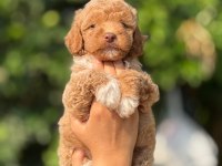 Teacup Kore Maltıpoo Safkan Wc Eğitimli