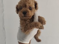 Toy poodle aşılı kilo garantili yavrular