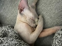 Sphynx (Sfenks)