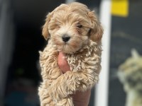 Petmode Köpek Çiftliğinden Kore Maltipoo