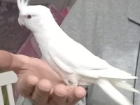 Sevimli kırmızı göz albino sultan papağanı yavrusu