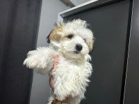 Morkie yavrum 2bucuk aylık