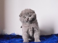 Eşsiz Kalitede Gri Scottish Fold Shorthair 