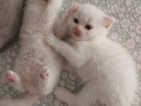 6 Scottish Fold Yavru