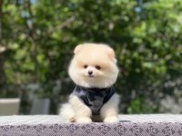 Pomeranian Yavrularımız