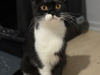 Scottish fold kedimiz ücretsiz