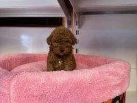 BEBEK YÜZLÜ TOY POODLE YAVRULARIMIZ