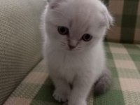 Güzel scottish fold kızım 29 ağustos doğumlu blue point