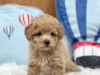 IRK GARANTİLİ MALTİPOO YAVRULARI