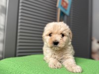 Güzeller güzeli maltipoo