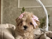 En özel kore maltipoo yavruları