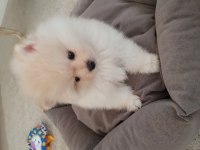 Burbery Tarzı Pomeranian Boo