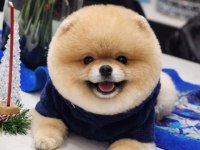 Efsane tam ayı surat erkek 14 aylık pomeranian