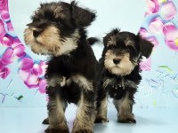 BLACK SİLVER MİNYATÜR SCHNAUZER YAVRU