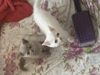 KEDİLERİMİZE ÇOK ACİL YUVA