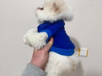 Dişi Pomeranian Yavrumuz Yeni Ailesini Arıyor