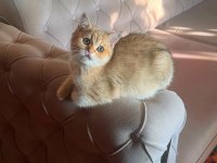 SAFKAN BRİTİSH SHORTHAİR ERKEK YAVRU