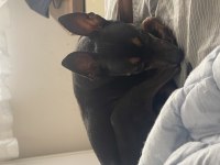 Gözde pinscher köpeğim can dostum ilanda
