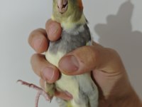 Yavru sultan papağanı