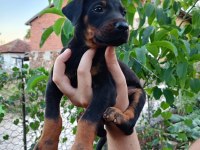A kalite doberman yavrular