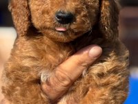 Standart poodle çok şeker yavrularım 