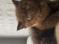 British shorthair ve longhair yavrular
