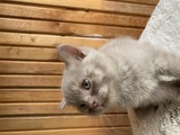 British shorthair 2 aylık yavrular