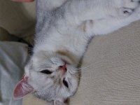 british shorthair erkek
