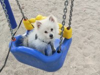 Uyguna verilecek acil pomeranian