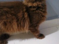 Dev minik maine coon oğlan