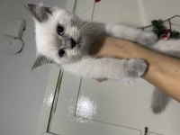 2 Aylık British Shorthair Yavrular