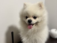 13 aylık pomeranian