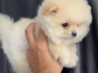 2 aylık erkek pomeranian yavru