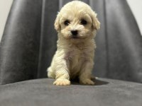 Maltipoo Adrese Teslim, Kapıda Ödeme Yapabilirsiniz