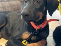 Sahiplendirme doberman