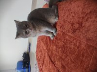 Kedimiz cinstir british shorthair