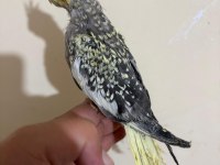48 günlük full evcil PEARL SULTAN PAPAĞANI BEBEK