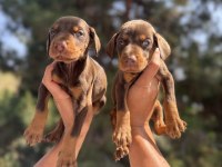 A Kalite King Doberman Yavruları Hazır