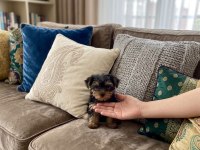 Teacup yorkshire terrier bebeklerimiz